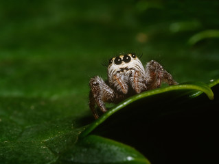 ragno saltatore impaurito