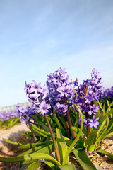 Purple Hyacinths