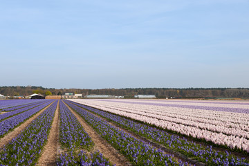 Fototapeta na wymiar Purple and pink Hyacinths