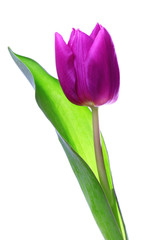 Lila Frühlings Tulpe