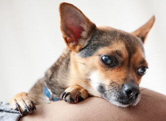 Cute Chihuahua puppy