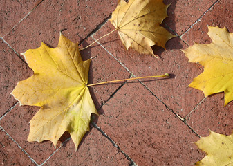 Yellow Leaves on Bricks