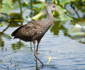 Limpkin