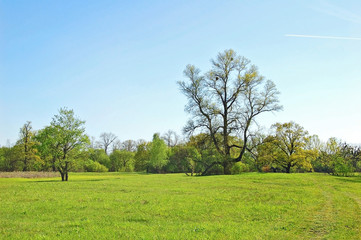 Fototapeta na wymiar Spring oak tree in green meadow and blue sky