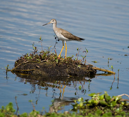 greater yellow legs