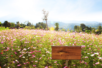 Wooden signs