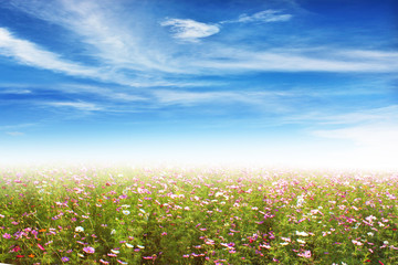 Fototapeta premium flower