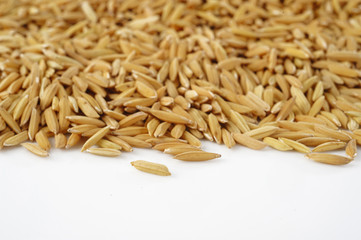 Obraz premium paddy on white background