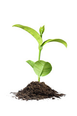 plant  tree