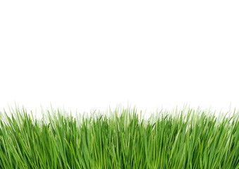 Fototapeta na wymiar Green grass isolated on a white background