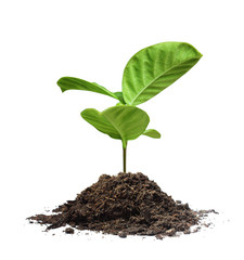 plant  tree
