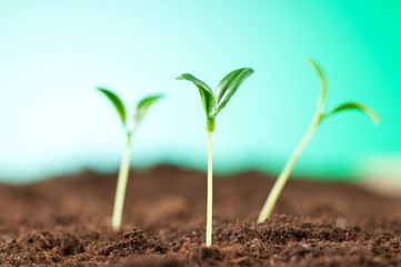 Green seedling illustrating concept of new life