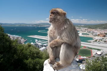 Crédence de cuisine en verre imprimé Singe Gibraltar Monkey on the Fence