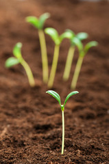 Green seedling illustrating concept of new life