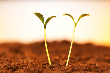Green seedling illustrating concept of new life