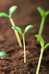 Green seedling illustrating concept of new life