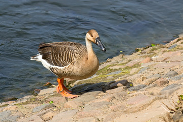 geese near  water