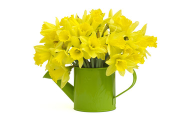 Yellow daffodils in green watering can