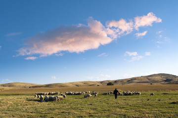 Shepherd And Flock Of Sheep