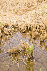 Rice field