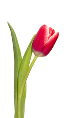 Single red tulip on white background