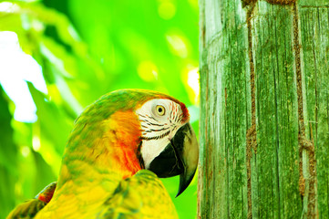 Colourful parrot bird sitting on the perch