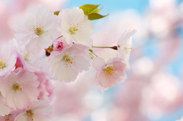 Branch of Japanese cherry with blossom