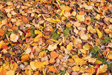 Autumn Leaves