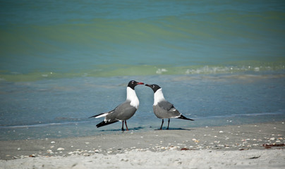 Laughing Gulls on a Florida Beach