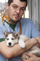 Fototapeta premium Husky puppy at vet
