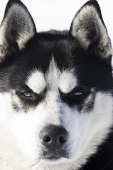 siberian husky in the snow
