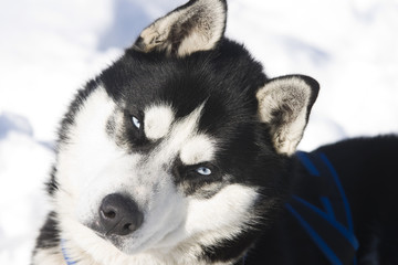 siberian husky in the snow