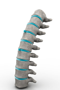 3d part of spine