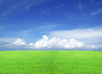 Obraz premium field