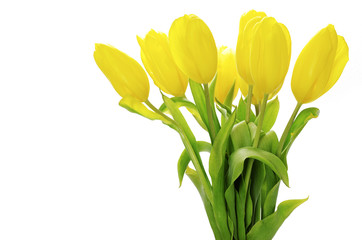 Obraz premium yellow tulips