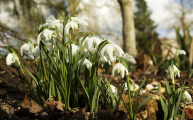 Snowdrops