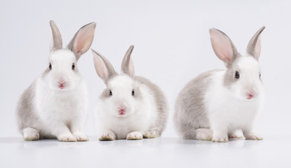 three young rabbit