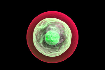 Human egg cell