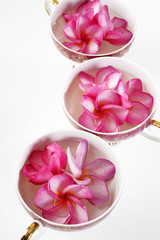 Obraz na płótnie Canvas pink plumeria in cup