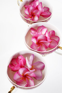 pink plumeria in cup