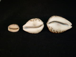 Kauri Muschel - Porzellanmuschel