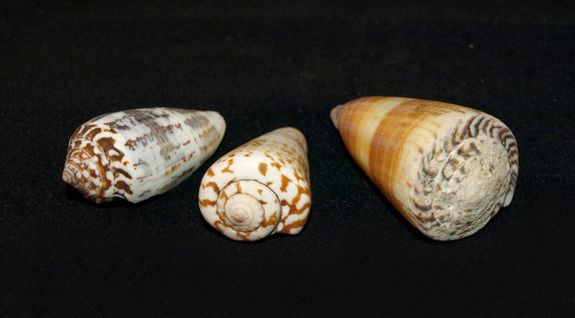 Kegelschnecken - Conus Capitaneus - Muscheln