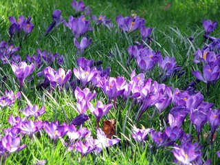 Obraz premium First spring flowers