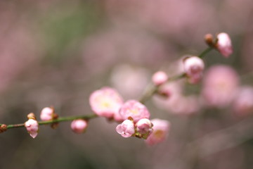 紅梅