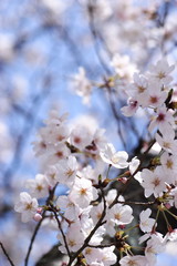 Fototapeta premium 桜、ソメイヨシノ