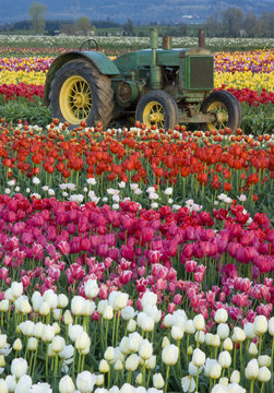 Tractor in Tulips