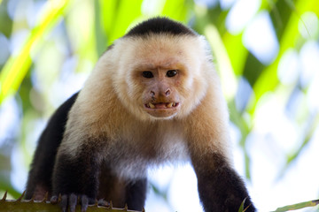 Angry capuchin monkey