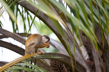 Squirrel monkey eating