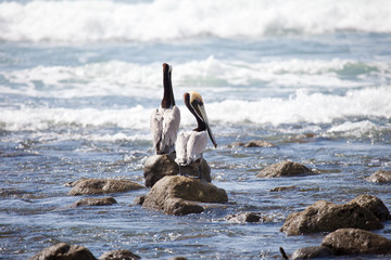 Fototapeta na wymiar Brown pelicans