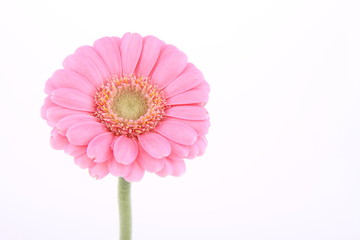 Pink gerbera on white background with space for text